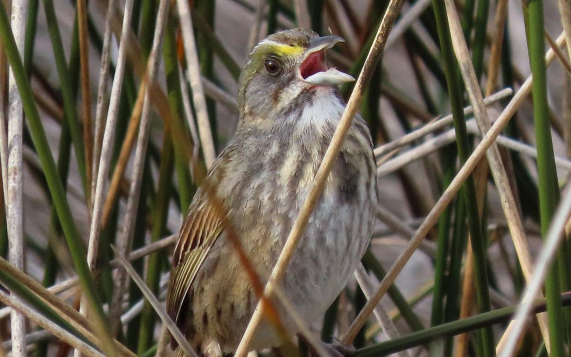 seaside sparrow