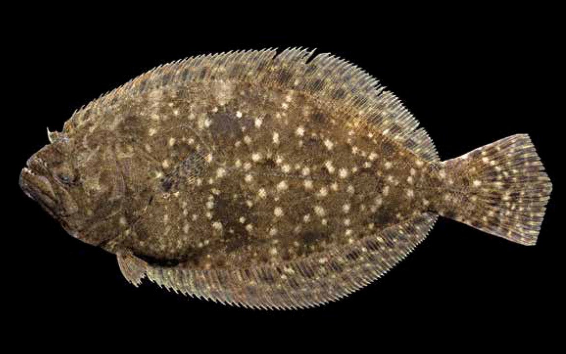 commercial flounder