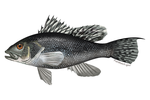 black sea bass fishery