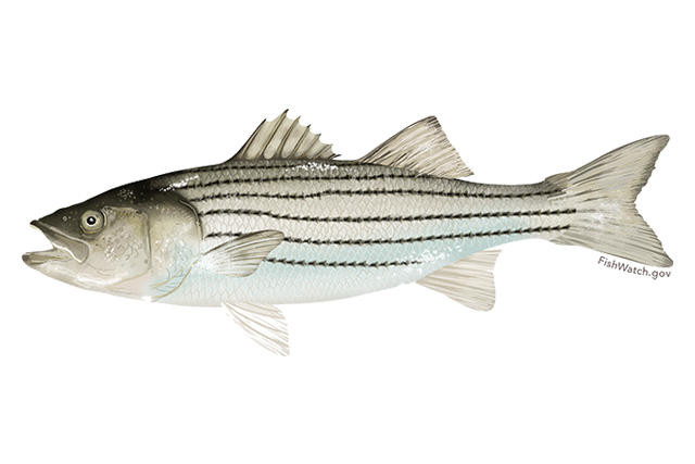 recreational striped bass