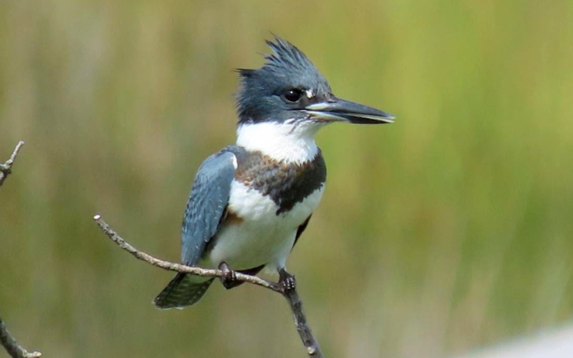 belted kingfishers