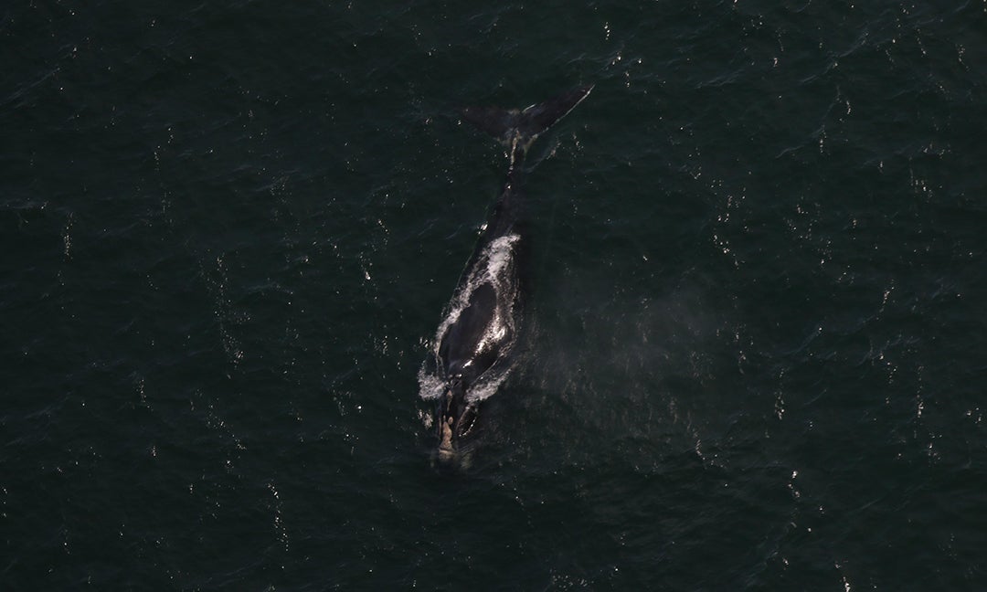 Endangered right whale found dead off the coast of South Carolina – The Coastland Times