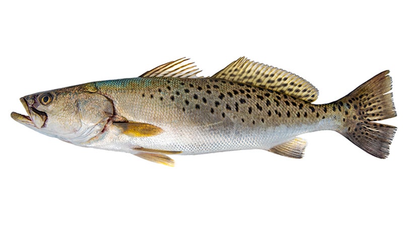 spotted seatrout