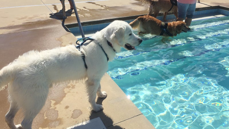 Soggy Doggy Pool Party  Outer Banks Events Calendar