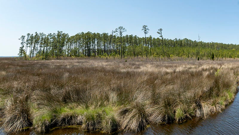 North Carolina Coastal Land Trust secures 2,921-acre Hyde property for conservation – The Coastland Times
